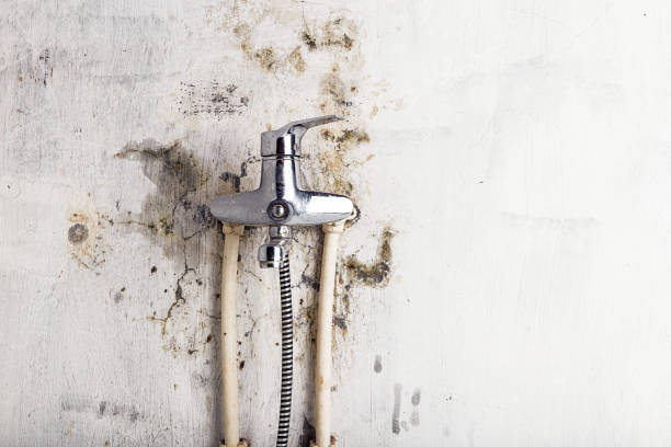Best Mold Remediation  in Verona, MS
