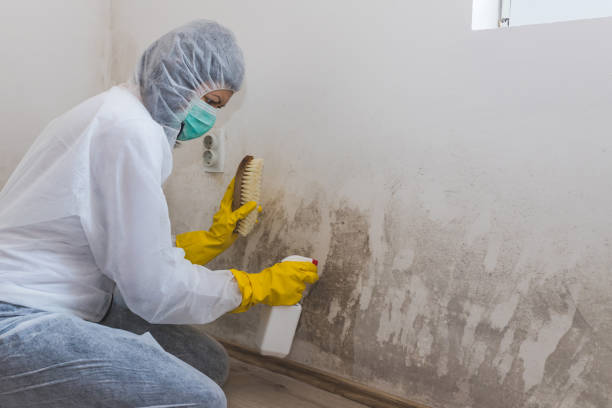 Best Certified Mold Removal  in Verona, MS