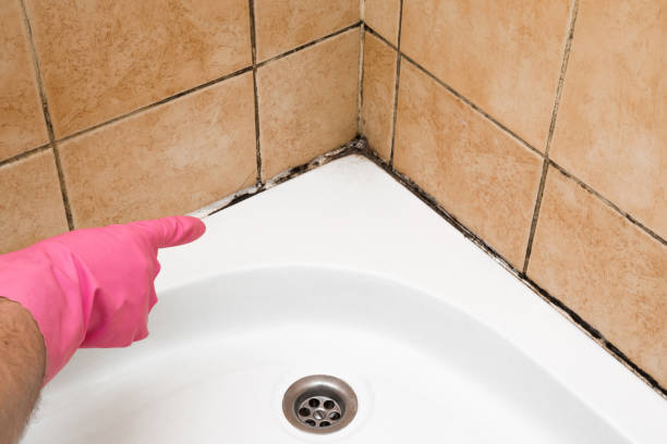 Best Mold Removal Near Me  in Verona, MS